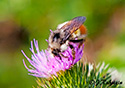 Bombus terrestris